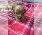 Small #5 Cavapoo (Standard)