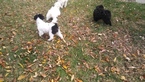 Small Photo #10 Zuchon Puppy For Sale in BROOKEVILLE, MD, USA