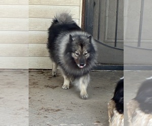 Father of the Keeshond puppies born on 06/12/2026