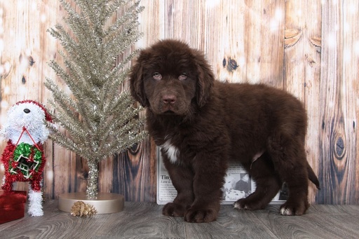 Medium Photo #1 Newfoundland Puppy For Sale in BEL AIR, MD, USA