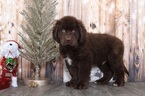 Small Photo #1 Newfoundland Puppy For Sale in BEL AIR, MD, USA