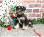Small #2 Schnauzer (Miniature)