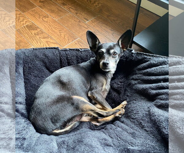 Medium Photo #5 Chihuahua-Unknown Mix Puppy For Sale in Clarkston, MI, USA