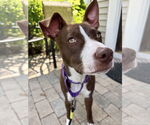 Small #21 American Pit Bull Terrier Mix