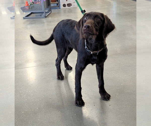 Medium Photo #3 Chocolate Labrador retriever-Poodle (Standard) Mix Puppy For Sale in Milner, GA, USA