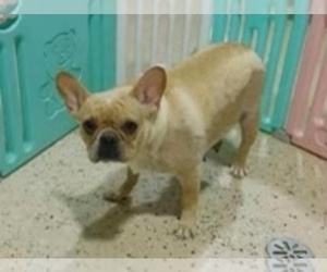 Mother of the French Bulldog puppies born on 01/28/2022