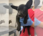 DAK - Male Cardigan Welsh Corgi-Unknown Mix Dog for Adoption - Small photo