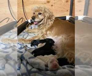Cocker Spaniel Puppy for sale in MADISON, TN, USA