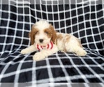 Small #3 Cavapoo (Standard)