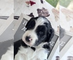 Puppy Mochi Aussiedoodle