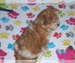 Small Photo #16 ShihPoo Puppy For Sale in ORO VALLEY, AZ, USA