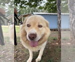 Small #2 Golden Pyrenees