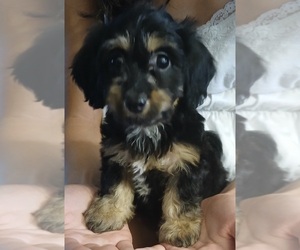 Doxiepoo (Miniature) Puppy for sale in BURLINGTON, MA, USA