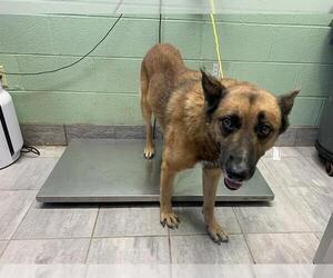 German Shepherd Dog-Unknown Mix Dogs for adoption in Grand Prairie, TX, USA