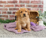 Small Photo #2 Labrador Retriever Puppy For Sale in SYRACUSE, IN, USA