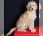 Small Photo #3 Labradoodle Puppy For Sale in FREDERICKSBURG, OH, USA