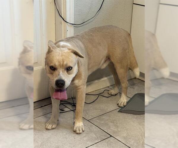 Medium Photo #2 American Staffordshire Terrier Puppy For Sale in San Antonio, TX, USA