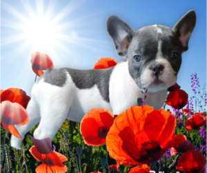 French Bulldog Dog for Adoption in PALM BEACH, Florida USA