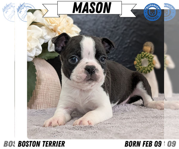 Medium Photo #13 Boston Terrier Puppy For Sale in GOSHEN, IN, USA