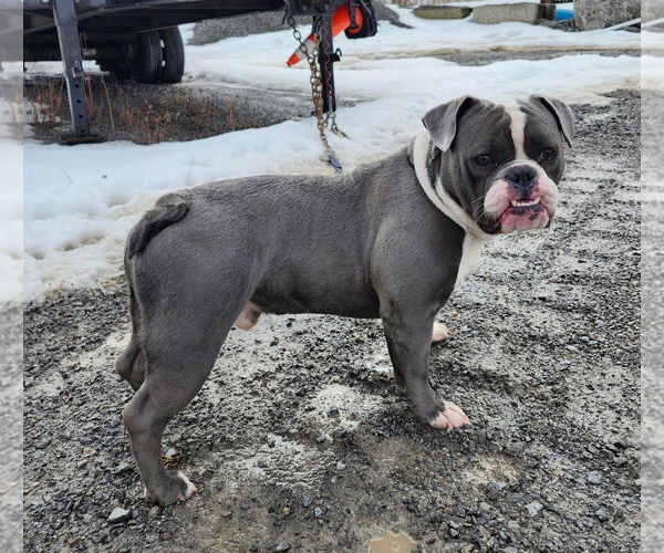 Medium Photo #1 Bulldog Puppy For Sale in Batavia, NY, USA