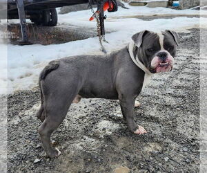 Bulldog Dogs for adoption in Batavia, NY, USA