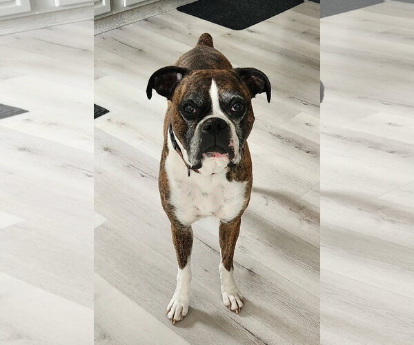 Medium Photo #1 Boxer Puppy For Sale in Burnsville, MN, USA