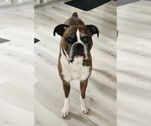 Boxer Dogs for adoption in Burnsville, MN, USA