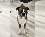 Small Boxer