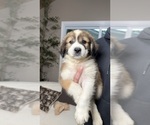 Small Photo #32 Australian Shepherd Puppy For Sale in LEXINGTON, SC, USA