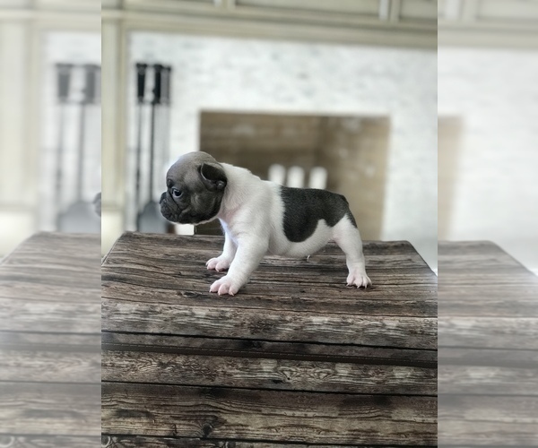 Medium Photo #1 French Bulldog Puppy For Sale in SAINT HELENS, OR, USA