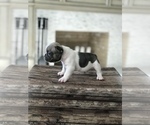 Small Photo #1 French Bulldog Puppy For Sale in SAINT HELENS, OR, USA