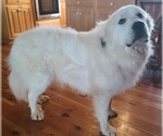 Small #2 Great Pyrenees