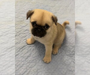 Pug-Unknown Mix Dogs for adoption in Corona, CA, USA