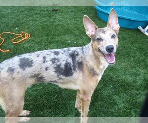 Catahoula Leopard Dog-Unknown Mix Dogs for adoption in Orange, CA, USA