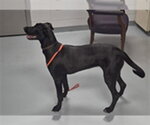 Small Labrador Retriever