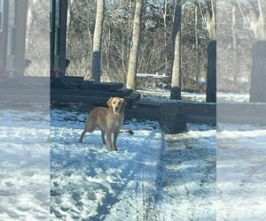 Mother of the Golden Retriever puppies born on 04/28/2025