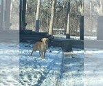 Small Photo #1 Golden Retriever Puppy For Sale in BURNS, KS, USA