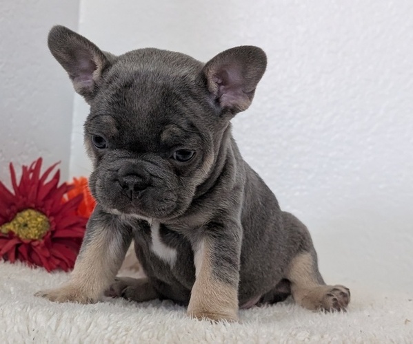 Medium Photo #11 French Bulldog Puppy For Sale in GOSHEN, IN, USA