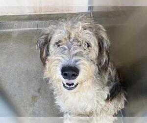 - Mix Dogs for adoption in Orange, CA, USA
