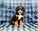 Small Photo #50 Bernese Mountain Dog Puppy For Sale in HARRISONBURG, VA, USA