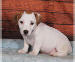 Small Jack Russell Terrier