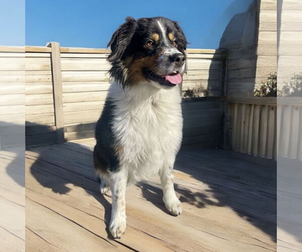 Medium Photo #2 Australian Shepherd Puppy For Sale in Menifee, CA, USA