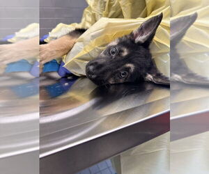 German Shepherd Dog Dogs for adoption in West Sacramento, CA, USA