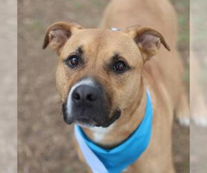 American Staffordshire Terrier-Unknown Mix Dogs for adoption in San Antonio, TX, USA