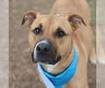 Small American Staffordshire Terrier Mix