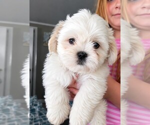 Mal-Shi Puppy for sale in BRUNSWICK, GA, USA