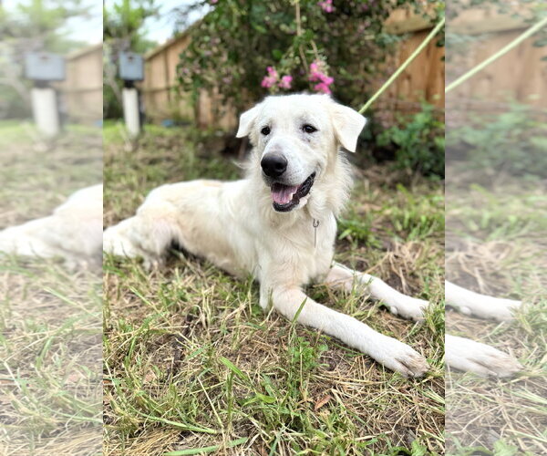 Medium Photo #11 Great Pyrenees Puppy For Sale in Spring, TX, USA