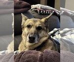 Small #1 German Shepherd Dog