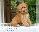 Small #3 Goldendoodle (Miniature)
