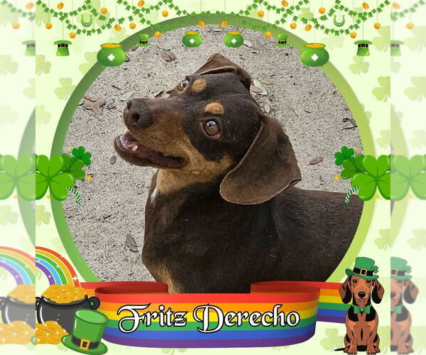 Medium Photo #4 Dachshund Puppy For Sale in San Antonio, TX, USA